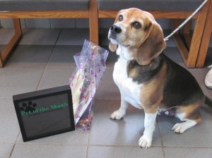 Odie stops by to pick up his special Pet of the Month prizes. 