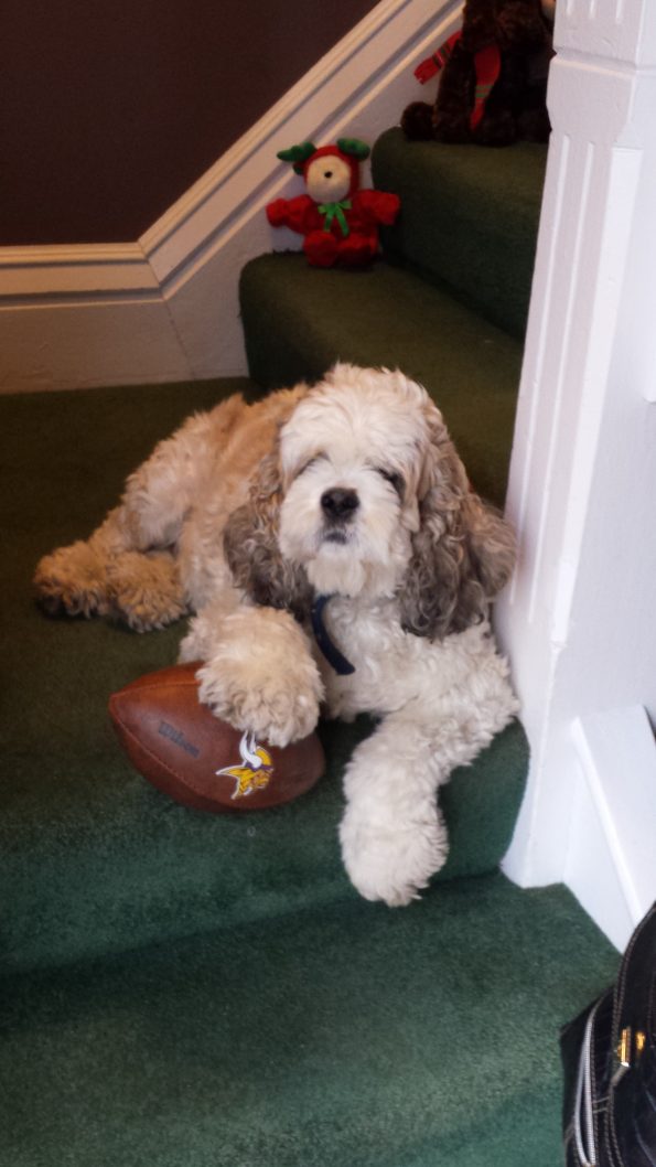 rockford vet clinic staff pet dog football